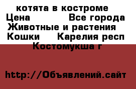 котята в костроме › Цена ­ 2 000 - Все города Животные и растения » Кошки   . Карелия респ.,Костомукша г.